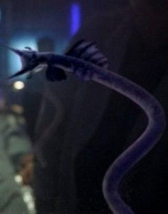 goa uld 百科